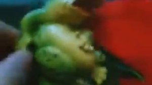 Лягушка кричит