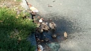 Воробьи купаются в луже!   12.09.2019.