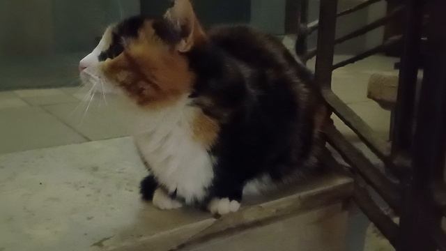 Кошечка 🐱