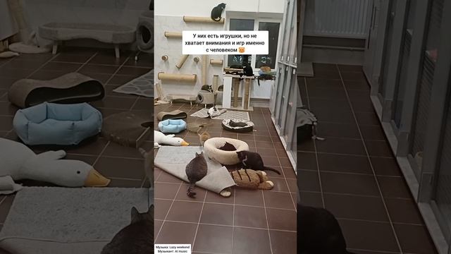 помощь приюту