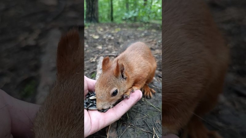 Все влезет не переживай️