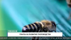 ГРАНТЫ НА РАЗВИТИЕ ПЧЕЛОВОДСТВА