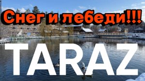 Лебеди в Таразе #лебеди # тараз