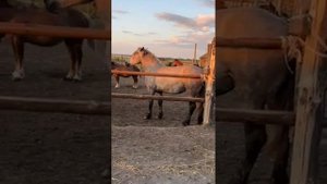 У Кобылы болит зад от Жеребца