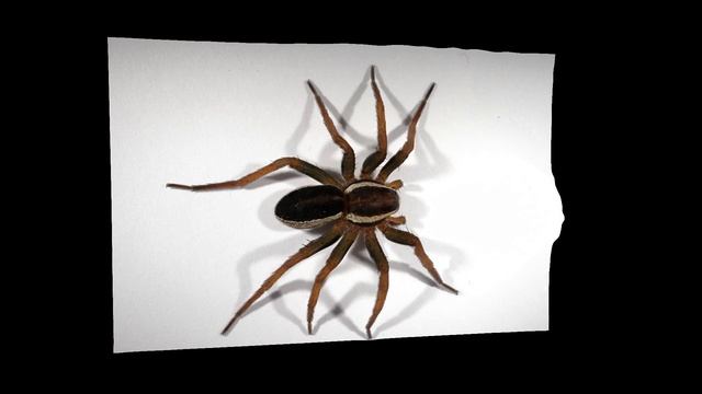 Dolomedes fimbriatus 3D model смотреть онлайн