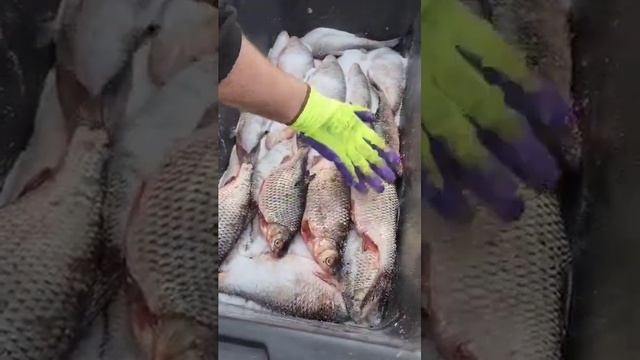ЗАСОЛКА 50 кг!🐟Ждём 1 мая Гостей!😋👌😜#еда #рыба #ок #жизнь #деревня #позитив #гости #юмор #ок #блоге