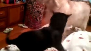 Кот бьет собаку