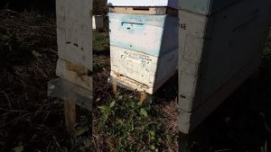 Пробиотик в пчеловодстве ч2