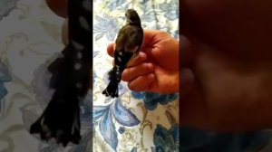 Молодой щегол