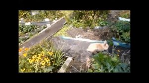 Поймай кролика!