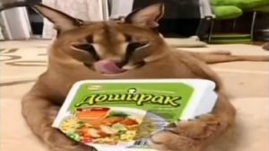 Все виды шлепы 🤣