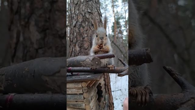 Круговорот белок в природе