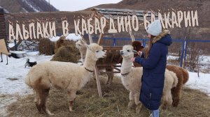 ЗАБАВНЫЕ АЛЬПАКИ. Долина Нарзанов. Кабардино-Балкария