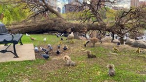 Новый фильм 👍  Для котят и собак