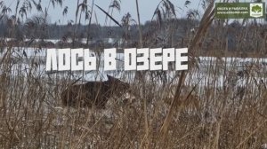 Интересная история произошла на последней охоте на лося. +18