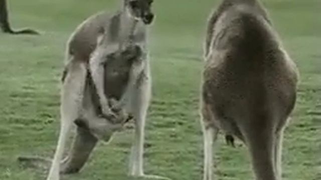 кенгуру дерутся смотреть онлайн