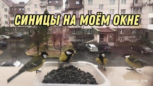 Кормлю синиц за окном Птицы России ️