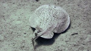 Леопардовый электрический скат