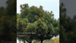 Сосна веймутова Радиата