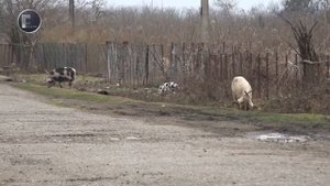 Отстрел волков и шакалов в Гали