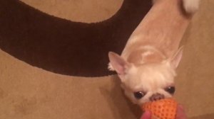 Чихуахуа играет с мячиком 🐶👀🤪🐕 Chihuahua and ball
