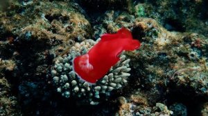 Подводный мир Красного моря