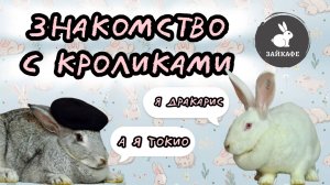 НОВЫЕ кролики в ЗАЙКАФЕ