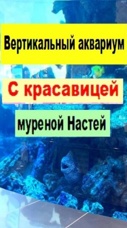 Вертикальный аквариум
С красавицей муреной Настей