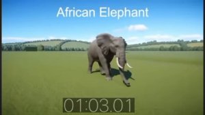 Как бегает африканский слон