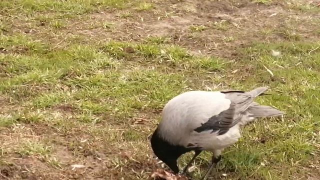 Молодая пара ворон делит куриное мясо \ Young pair of crows shares chicken meat
