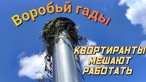 воробьй гадят дом твари. 18 просмотров · 6 месяцев назад