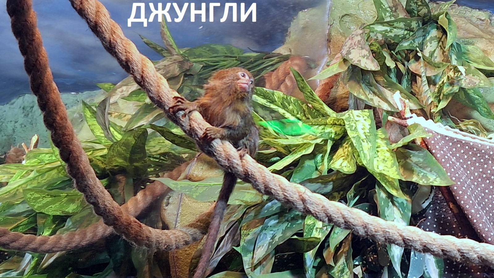 Канал джунгли в квартире ютуб
