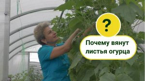 Вянут листья у огурца! Причины и меры по спасению.