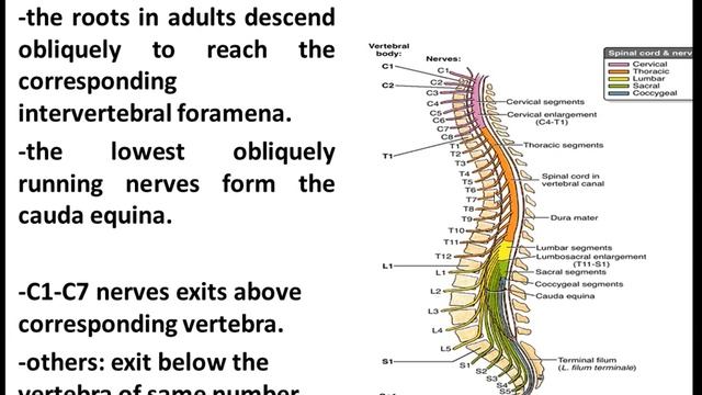 Neuroanatomy-the spinal cord-by professor Hayder Mubarak