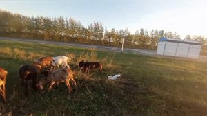 работа лучших пастушьих собак
