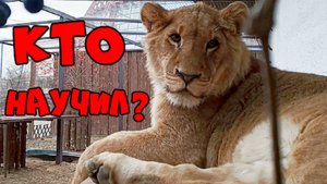 Забавный львёнок ШЕРХАН. / Кто научил ШЕРХАНА играть с новой игрушкой? (2 выпуск)