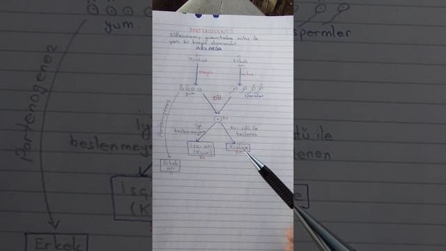 Partenogenez, tyt biyoloji смотреть онлайн