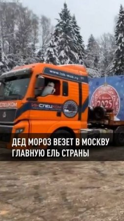 Дед Мороз везет в Москву главную ель страны