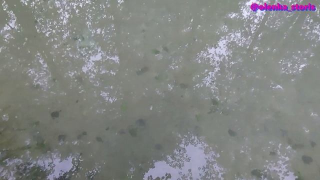 Голубая криница / Источник здоровья ???