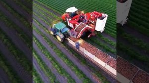 Уборка моркови комбайном видео, самоходный колесный комбайн КОЛНАГ для уборки моркови