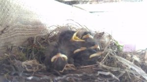 Гнездо птицы