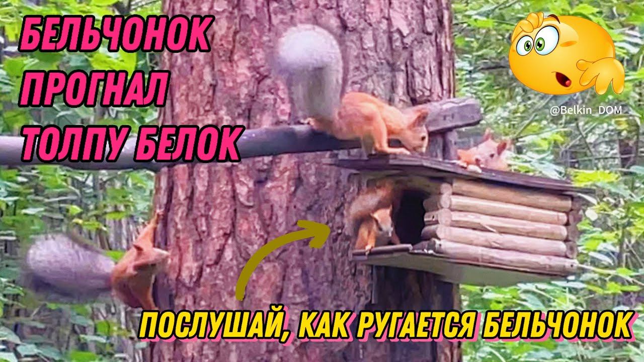 ЖМИ и ПОСЛУШАЙ, как маленький бельчонок защитился от толпы белокКак белка кричит?️ #звукиприроды