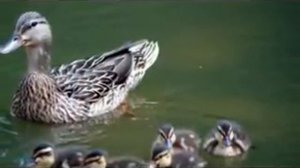 Гимн Экологии 20** ...  .