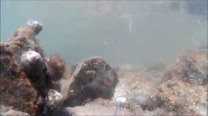 Лучшая наживка для ловли краба! Подводные съемки ловли крабов!