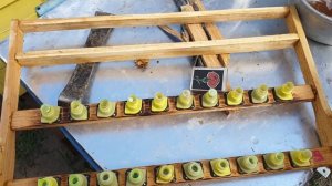 Выращивание пчелиных маток. Начало.