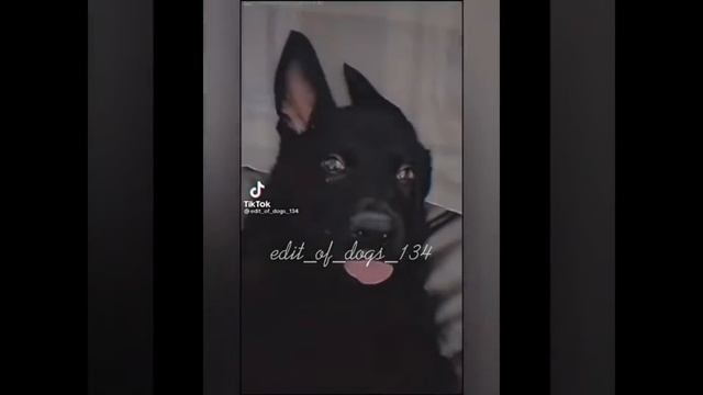 овчарка / тик ток подборка смотреть онлайн