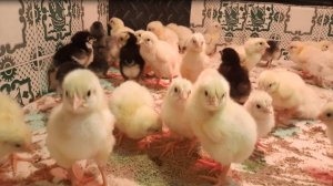 Инкубация цыплят бройлеров и выращивание в домашних условиях