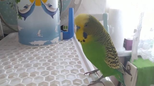 Волнистый Попугай разговаривает🐦 Турция