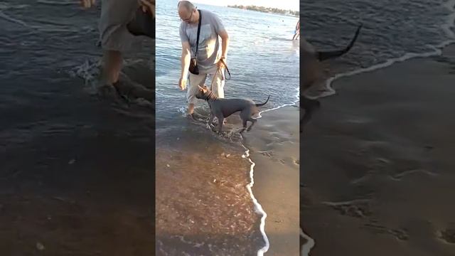 Риджбек Грета смотреть онлайн