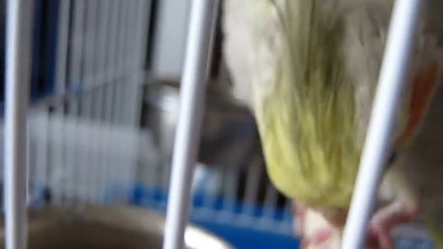 Корелла ест лапкой (The cockatiel eats with his paw)